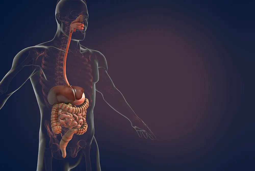 消化管や肝臓などの臓器を可視化した人体の消化器系イラスト。