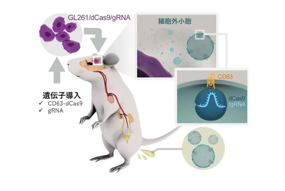 マウスと細胞外小胞、遺伝子導入を示した研究模式図。