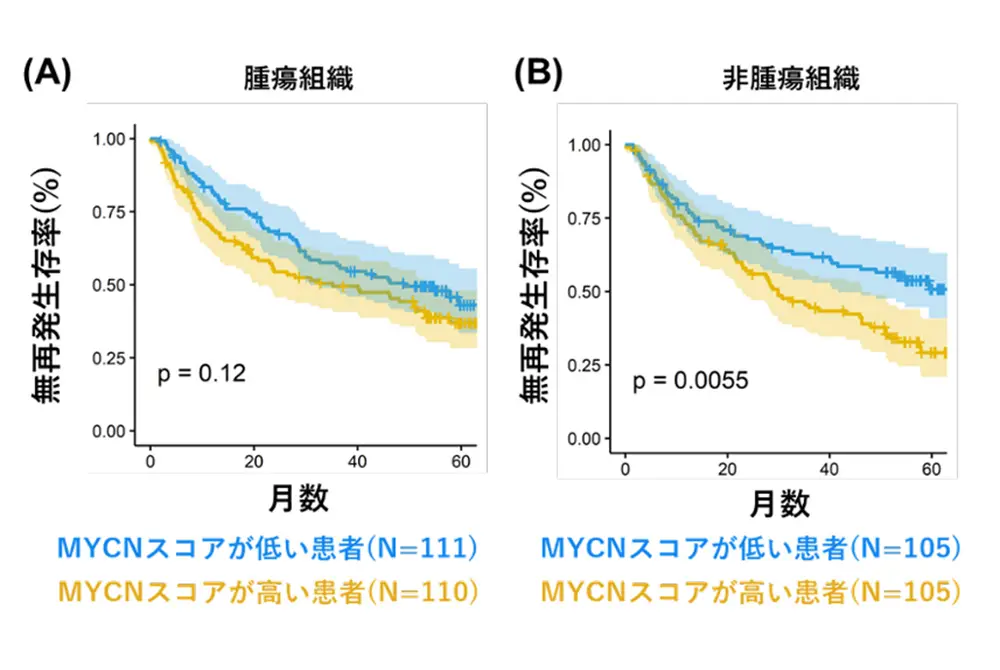 MYCNスコアと肝がん再発率の関係を示した生存曲線。