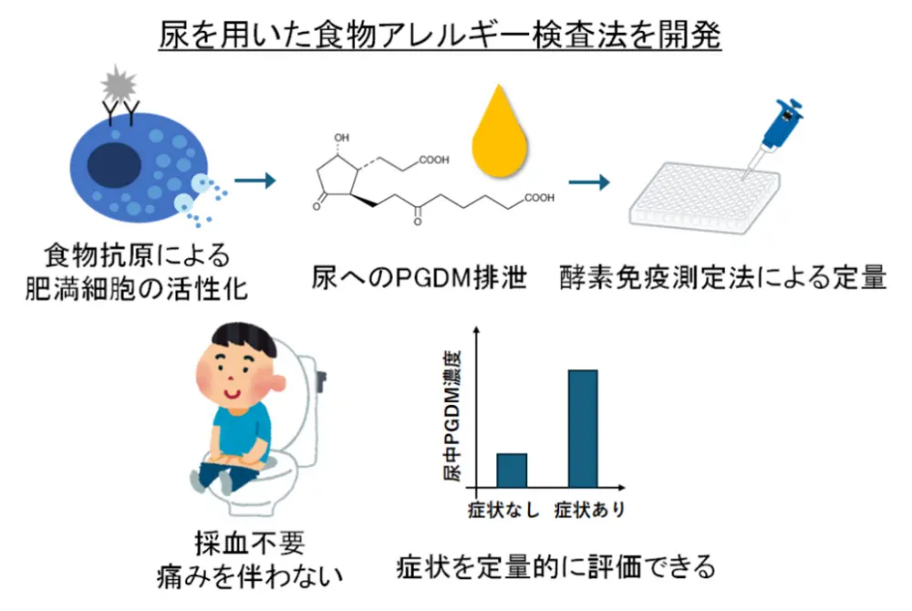 尿中成分を測定して食物アレルギーを評価する検査法の概念図