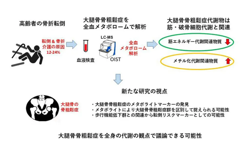 大腿骨骨粗鬆症を全血メタボロームで解析した研究の概念図