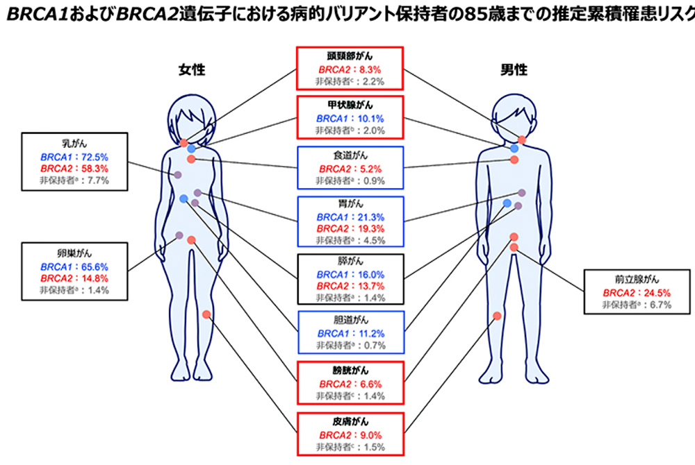 BRCA1およびBRCA2遺伝子の病的バリアント保持者における各種がんの累積罹患リスクを男女別に示した図