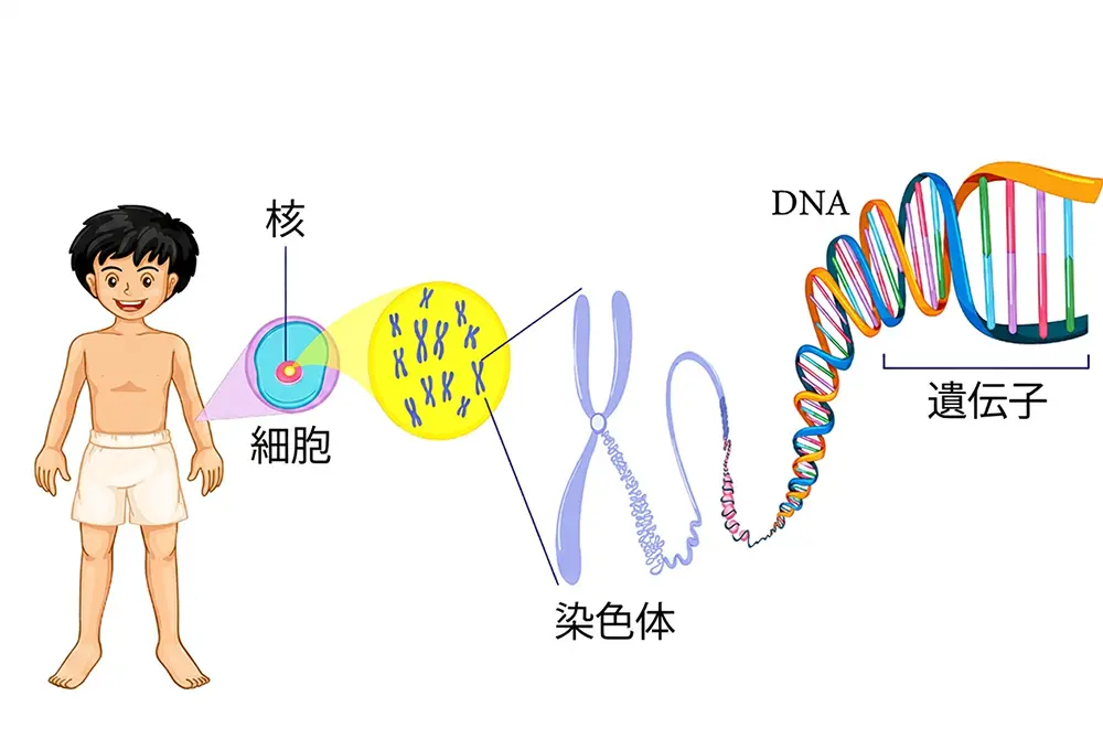 人体の細胞、核、染色体、DNA、遺伝子の関係を示したイラスト。
