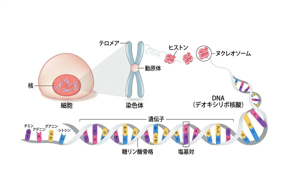 細胞、核、染色体、DNA、遺伝子の関係を示した模式図。