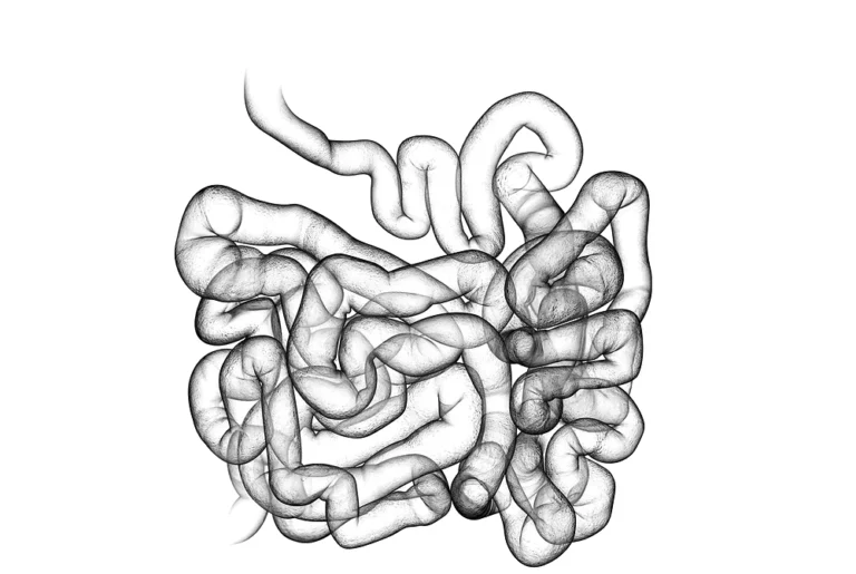 小腸と大腸の形を線で示した消化管の図。