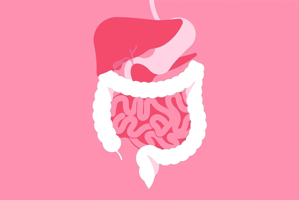 胃、肝臓、小腸、大腸などの消化器を示したイラスト。