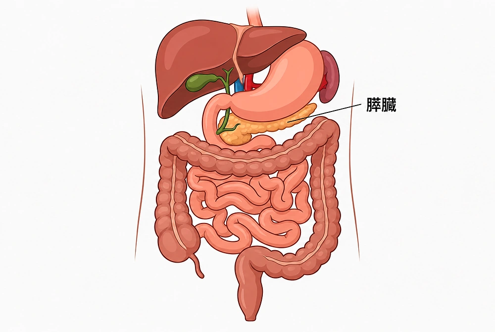 肝臓、胃、腸とともに、膵臓の位置を示した消化器の模式図。