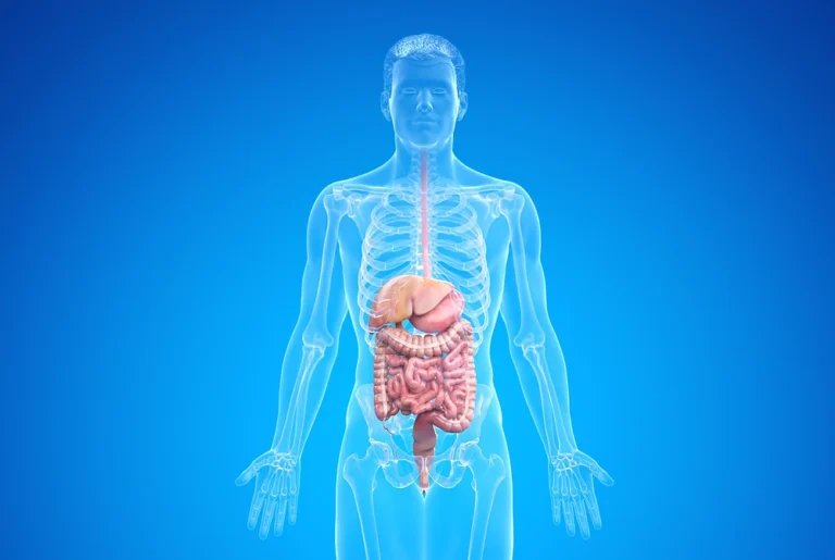 人体の消化器と大腸を示した医療イラスト。