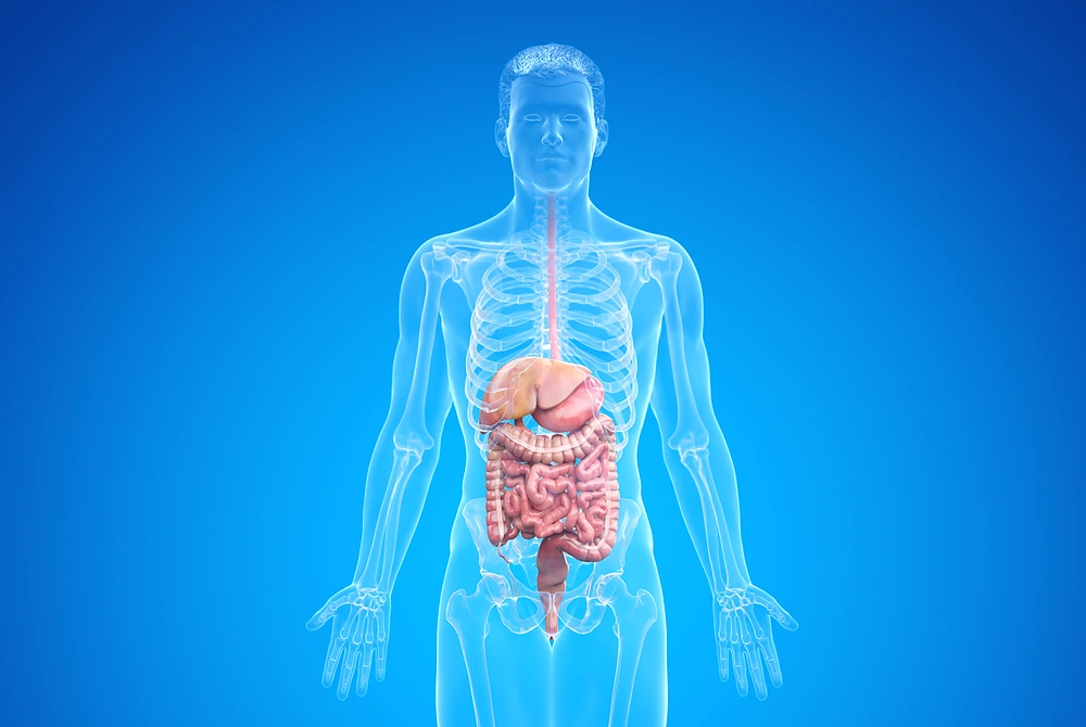 人体の消化器と大腸を示した医療イラスト。