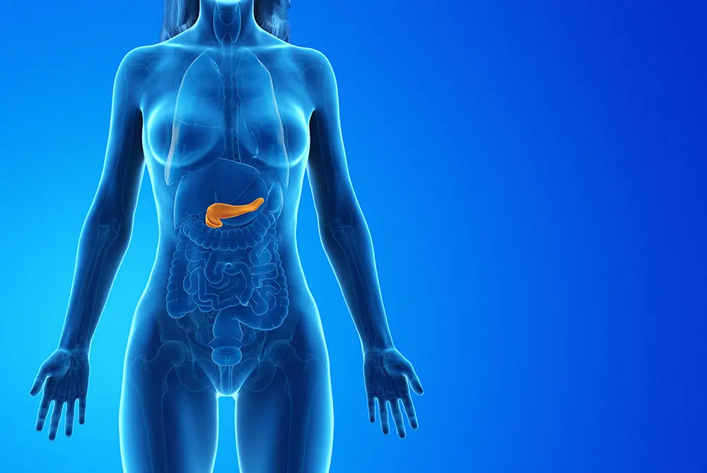 青色の人体シルエットの中で、腹部の膵臓をオレンジ色で示した医療イラスト。