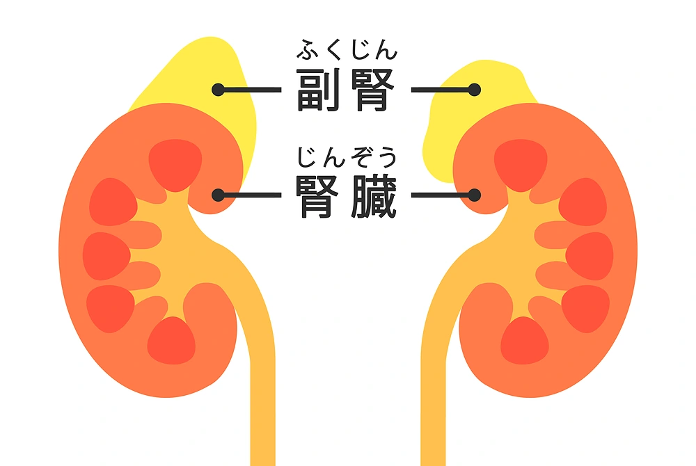 左右の腎臓と副腎の位置を示した日本語ラベル付きの解剖イラスト。